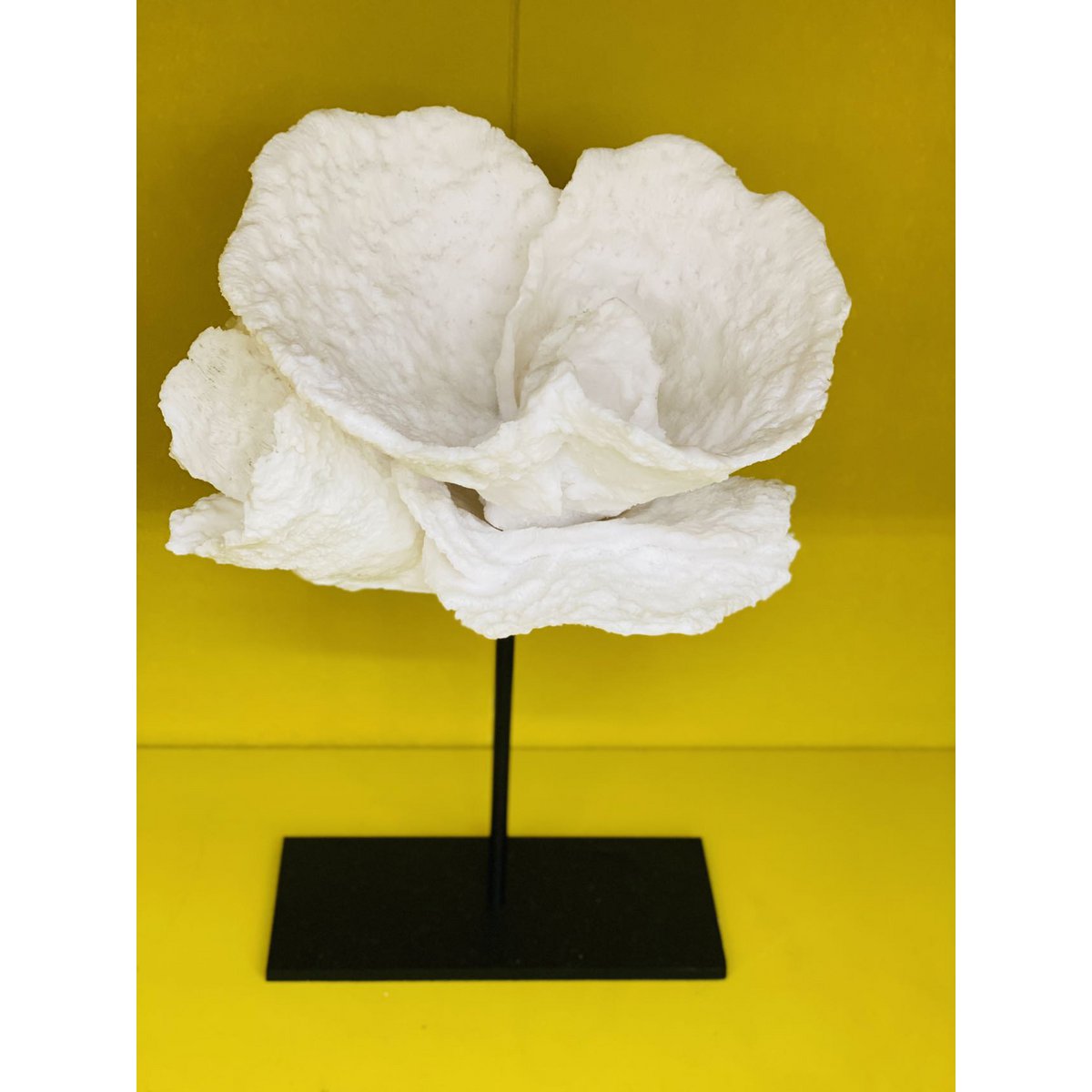 Corallia Sculpture